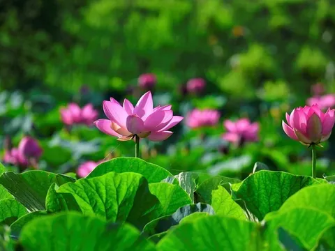 Dự báo thời tiết ngày 23/5/2025: Nhiều mây, có mưa vừa, mưa to và dông
