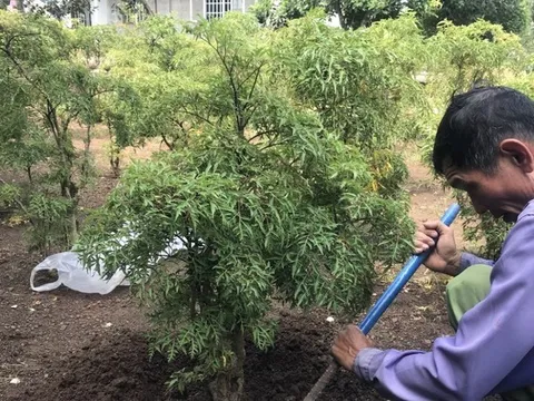 Loại cây dân dã được ví như 'nhân sâm Việt', nhưng không phải ai cũng biết cách trồng để hưởng lộc