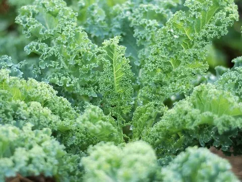 4 loại rau được xem như 'báu vật' vào mùa đông