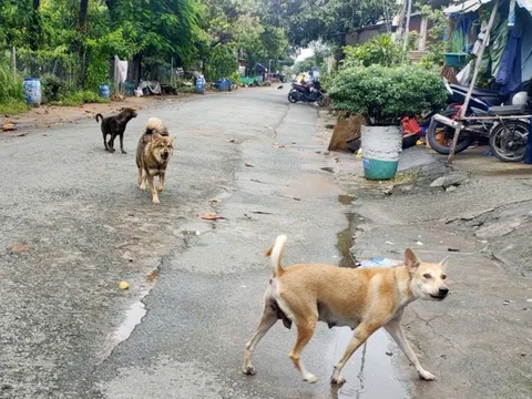 Thả rông động vật nuôi ở nơi công cộng sẽ bị phạt tiền tới 1 triệu đồng