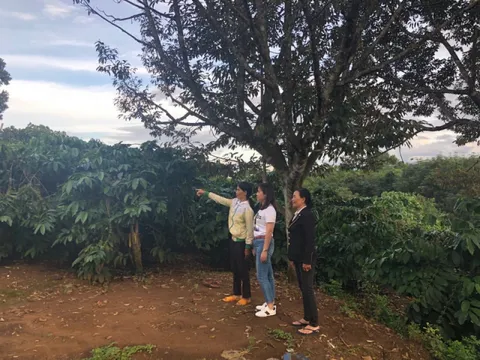 Vụ 'tranh chấp QSDĐ' ở Đắk Nông: Kháng nghị giám đốc thẩm, đề nghị hủy 2 bản án?