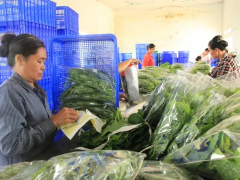 Phú Thọ: Đẩy mạnh phát triển nông sản an toàn