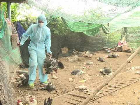 Bùng phát dịch cúm A/H5N6 tại 4 tỉnh, lệnh cấm bán tháo gia cầm