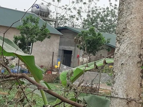 Đông Anh – Hà Nội: Hai trại nuôi lợn xây dựng trên đất nông nghiệp