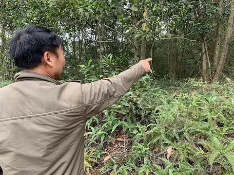 Phổ Yên – Thái Nguyên: Một Phó Chủ tịch xã bị tố chiếm đoạt đất của dân?