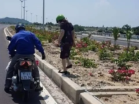 3.000 cây hoa giấy trên quốc lộ bị cắp, Bình Định yêu cầu xử nghiêm