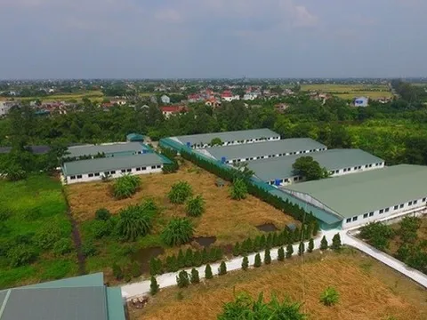 Thái Bình: 'Khóc ròng' kết quả kiểm tra trại lợn bức tử môi trường