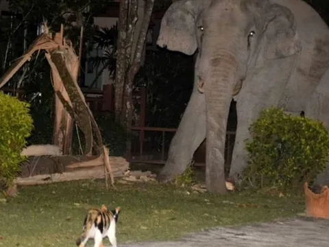 Mò vào nhà dân tìm đồ ăn, chú voi nặng 4 tấn bị mèo con rượt đuổi chạy tóe khói