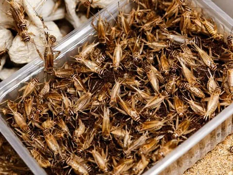 Trở thành tỷ phú nông dân từ những con vật lạ