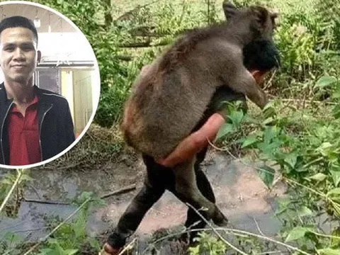 Trước khi 'giải cứu' cháu bé rơi từ tầng 12, Nguyễn Ngọc Mạnh đã từng cõng nghé đi tìm mẹ?