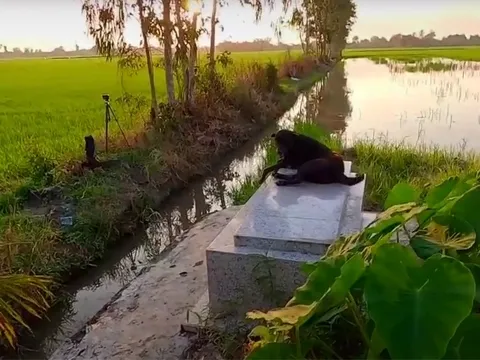 Chú chó quấn quýt bên mộ chủ suốt 3 năm không rời: 'Ai cho nó đồ ăn nó cũng đem ra để trước mộ, trừ khi mưa thôi còn nắng ráo là cứ nằm đó'