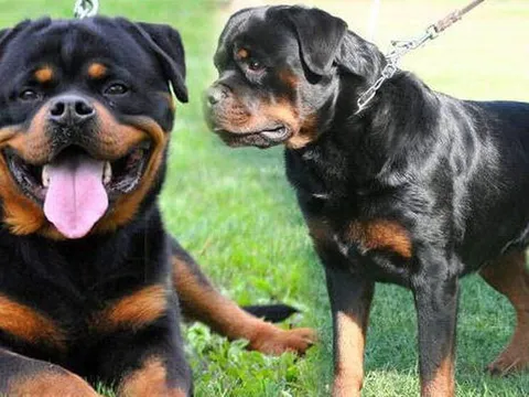 Người đàn ông bị lũ chó cắn chết vì cho ăn trễ giờ