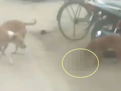 Kinh hoàng cảnh chó hoang tha bé gái sơ sinh đi lang thang trong bệnh viện