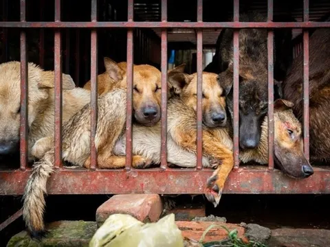 FOUR PAWS và ACPA đề nghị cấm giết mổ và tiêu thụ thịt chó, mèo