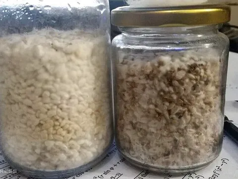 Đáng sợ ma túy dạng mới ‘nấm thức thần’ xuất hiện tại Hà Nội