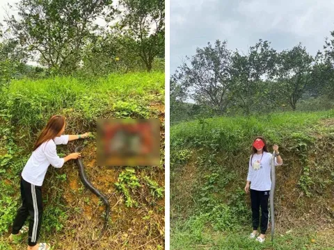 Khiếp đảm cô gái tay không bắt rắn, nghe kể lại quá trình thu phục con vật, ai cũng 'mắt chữ A mồm chữ O': Người đâu mà mạnh bạo thế?