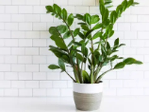 Loại cây 'hút tài lộc' ai cũng thích trồng nhưng chứa chất độc cực mạnh cần cảnh giác