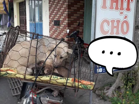 Xót xa hình ảnh chó mẹ cho đàn con bú trước khi bị đưa vào lò mổ