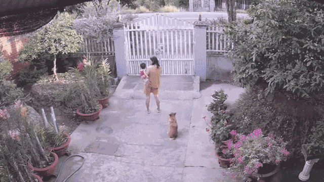 Đang bế đứa bé trước sân, người phụ nữ vội vàng bỏ chạy khi bị con rắn lao vào người