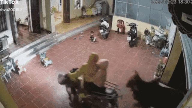 Clip: Thấy 'vị khách không mời' lao thẳng vào nhà, cả gia đình chạy tán loạn thoát thân