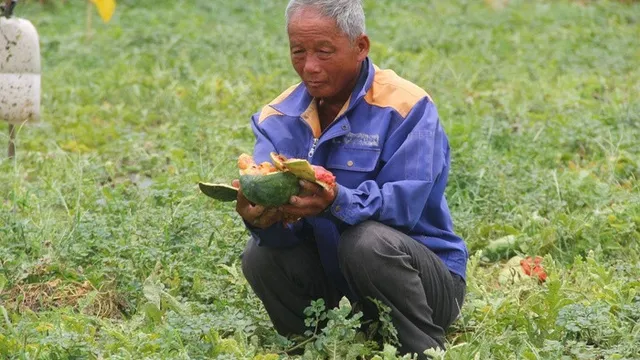 Vụ ruộng dưa hấu của cụ ông bị phá hoại: Quyết định bất ngờ của đôi vợ chồng già khiến tất cả cảm động