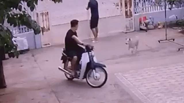 Clip: Thanh niên nhận cái kết khi nghe lời "nó không cắn đâu"