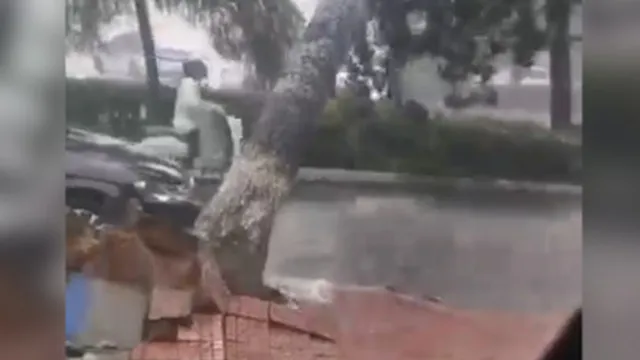 Clip: Cô gái thoát nạn trong gang tấc khi cây đổ suýt vào người