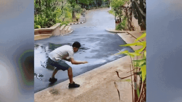 Thanh niên trổ tài 'tay không bắt rắn' và cái kết khiến dân tình cười ngất