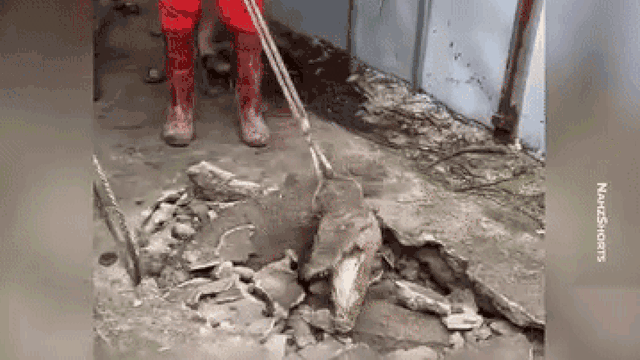 Nghe âm thanh lạ dưới nền gạch, người dân đập vỡ liền bất ngờ với cảnh trước mắt