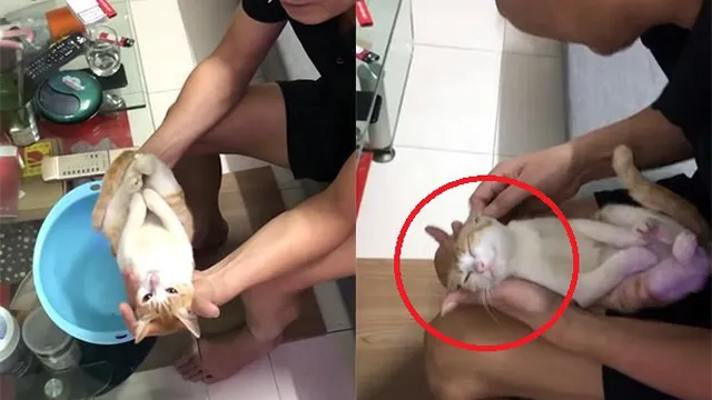 CLIP: 'Diễn viên' mèo nhập vai trẻ sơ sinh bất ngờ được lên báo quốc tế trở thành hiện tượng mạng khiến người người rần rần