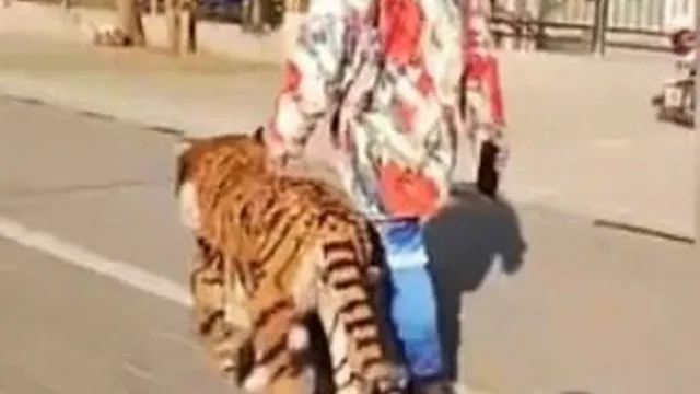 Người dân hết hồn vì thấy hổ lớn lang thang trên phố, nhìn kỹ lại thêm phẫn nộ với hành động ích kỷ của con người
