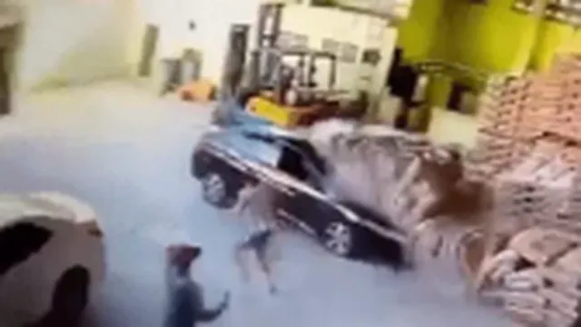 Kinh hoàng khoảnh khắc hàng trăm bao xi măng đổ sập xuống chiếc ô tô đang có người ngồi bên trong