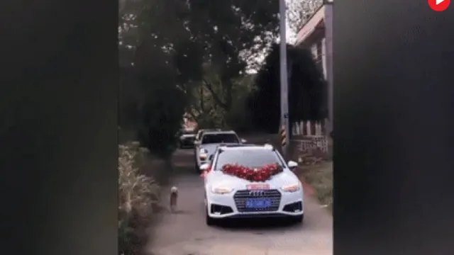 Không nỡ rời xa cô chủ, chú chó trung thành đuổi theo đoàn xe rước dâu suốt 10 km